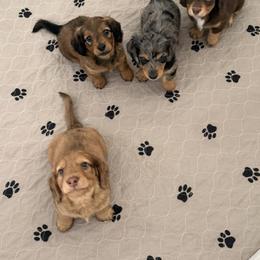 Dachshund Puppies from Devoted Doxies Cream Dachshund