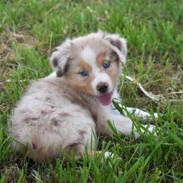 Vixen - Red merle female Australian Shepherd puppy in San Tan Valley, Arizona from Mott Ranch - Blazin' Sun Aussies