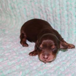 Bodie - Chocolate and tan male Dachshund puppy in Coldwater, Mississippi from Mississippi Shorties Miniature Dachshunds