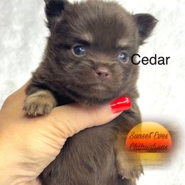 Chihuahua Puppies from Sunset Eves Chihuahuas