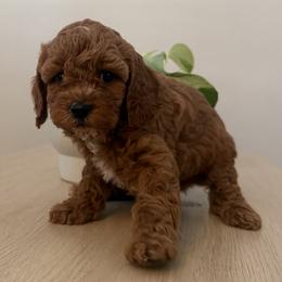Boy 2 - Red male Cavapoo puppy in Corona, California from SoCal Cavapoo's