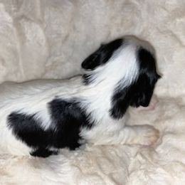 Cavalier King Charles Spaniel Puppies from Cassie’s Cavaliers
