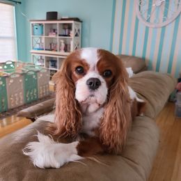 Annie - Cavalier King Charles Spaniel