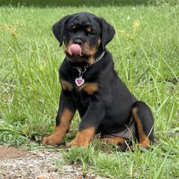 Rain - Black and mahogany female Rottweiler puppy in Crothersville, Indiana from The Solid Rock Kennel