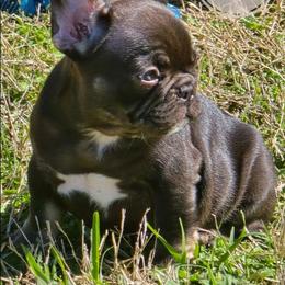 Aurora - Tricolors female French Bulldog puppy in Celeste, Texas from Bullistik® Knl