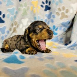 Dachshund Puppies from Mahzian Miniature Dachshunds