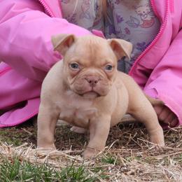 Auggie - Red sable male American Bully puppy in Orlinda, Tennessee from SimplyBullies