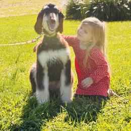 Puppy Girl 1 - Black and tan female Afghan Hound puppy in Carlisle, Pennsylvania from Winterberry Afghan Hounds