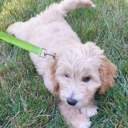 Orange Female - Cream female Goldendoodle puppy in Vernon, Vermont from Dynamic Doodles of Southern Vermont