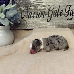 Boy 1 - White and blue merle male Border Collie puppy in Moody, Texas from Narrow Gate Farm
