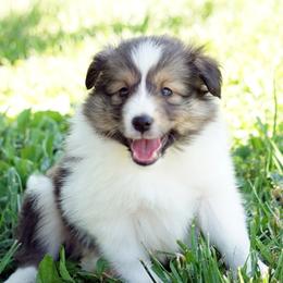 Pomsky, Shetland Sheepdog, and Toy Shetland Sheepdog Puppies from Mountain High Kennels