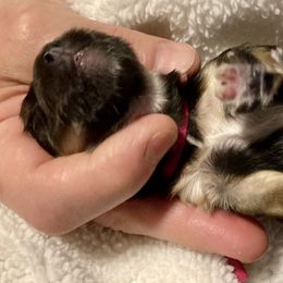 Maltipoo, Morkie, and Yorkipoo Puppies from Danza Bolo