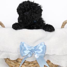 Sky - Black male Goldendoodle puppy in Yakima, Washington from HoneyPaw Doodles