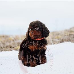 Pick collar - Merle female Cockapoo puppy in Missoula, Montana from Big Sky Cockapoos