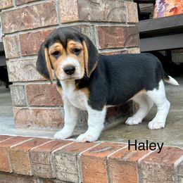 Haley - Black white and tan female Beagle puppy in Mansfield, Missouri from Rippee Creek Kennel