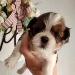 Coco - Red and white female Shih Tzu puppy in Wolcottville, Indiana from Ducky's Doodles