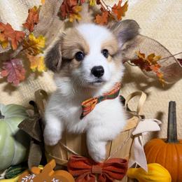 Panda - Sable male Pembroke Welsh Corgi puppy in Millersville, Maryland from Pembroke’s by the bay