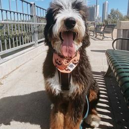 Bernedoodle All Grown Up from Little Fur Friends Bernedoodles