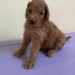Double Doodle, Goldendoodle, Labradoodle, and Poodle Puppies from Amore Doodles & Poodles