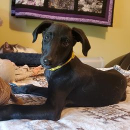 Batman a Saluki x Greyhound Cross - Black male Greyhound puppy in Eldora, Iowa from River Valley Canines