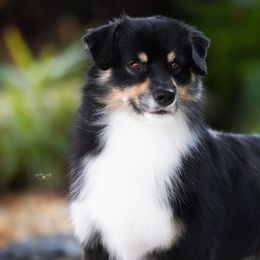 Sky - Miniature American Shepherd