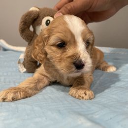 Cockapoo and Pomeranian Puppies from Luna Kennel