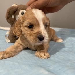 Cockapoo and Pomeranian Puppies from Luna Kennel