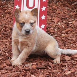 Red Clover - Red mottled male Australian Cattle Dog puppy in Buffalo Valley, Tennessee from Buffalo Valley Breeders