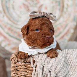 Selene - Red  female Goldendoodle puppy in Iola, Texas from Supreme Doodles of Texas