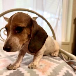 Capitan Morgan - Piebald male Dachshund puppy in Magnolia, Texas from Hillyard Ranch