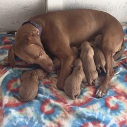 Too young - Golden rust female Vizsla puppy in Palmer, Alaska from Parker Ranch