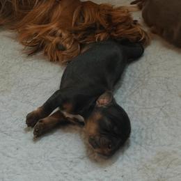 Aura - Black and tan female Cavalier King Charles Spaniel puppy in Auburn, Washington from Enchanted Cavaliers