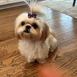 Shih Tzu All Grown Up from Brinklee's Babies