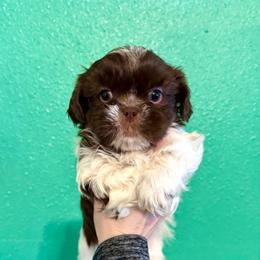Lucas - Liver and white male Shih Tzu puppy in Stroud, Oklahoma from Laik’s Little Shihtz & Poms