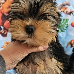 Yorkshire Terriers from Rita's Yorkie Love