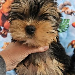 Yorkshire Terriers from Rita's Yorkie Love