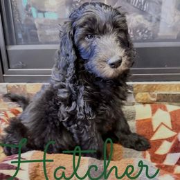 Hatcher - Chocolate male Labradoodle puppy in Wasilla, Alaska from Northern Lights Labradoodles