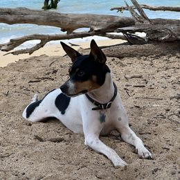 Rat Terrier Puppies from Haiku Rat Terriers