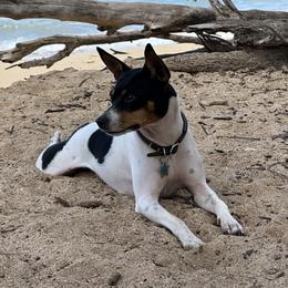 Rat Terrier Puppies from Haiku Rat Terriers