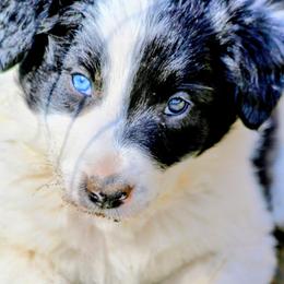 Mick - Black and white male Border Collie puppy in Custer, South Dakota from Pinpoint Border Collies