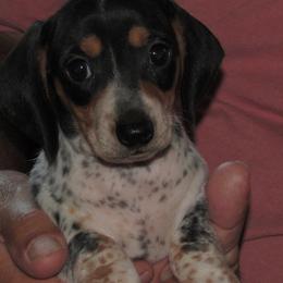 Dachshund puppies from Lori's Cavalier King Charles Spaniels & Dachshunds