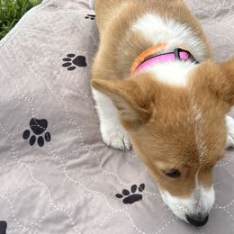 Hot Pink Collar - Red and white Cardigan Welsh Corgi puppy in Coopersville, Michigan from Corgi 4 Christ