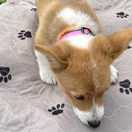 Hot Pink Collar - Red and white Cardigan Welsh Corgi puppy in Coopersville, Michigan from Corgi 4 Christ