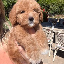 Palmer - Red female Bernedoodle puppy in Yuciapa, California from AlltheDoodlez_