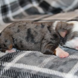 Miniature Australian Shepherd Puppies from Tin Rag Australian Shepherds