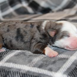 Miniature Australian Shepherd Puppies from Tin Rag Australian Shepherds
