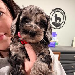 Creed - Merle male Cockapoo puppy in Denver, Pennsylvania from Greenview Puppies