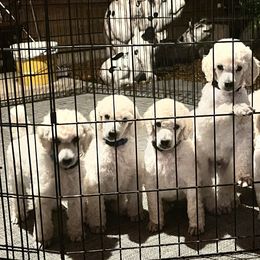 Chinese Crested and Poodle Puppies from Sommer Standards & Chinese Cresteds