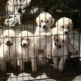 Chinese Crested and Poodle Puppies from Sommer Standards & Chinese Cresteds