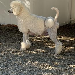 Callie - Poodle